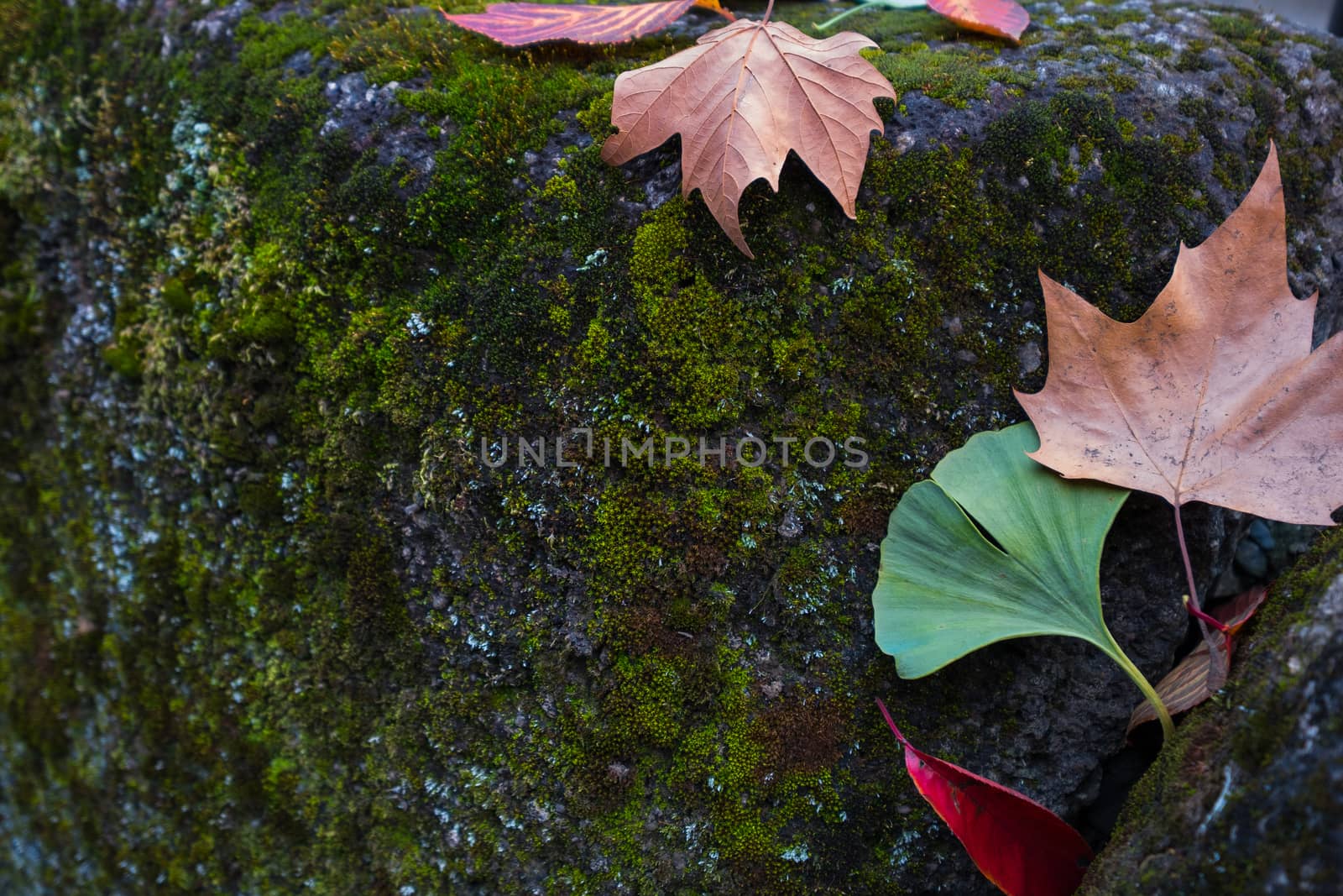 Autumn leaves fall on the rock