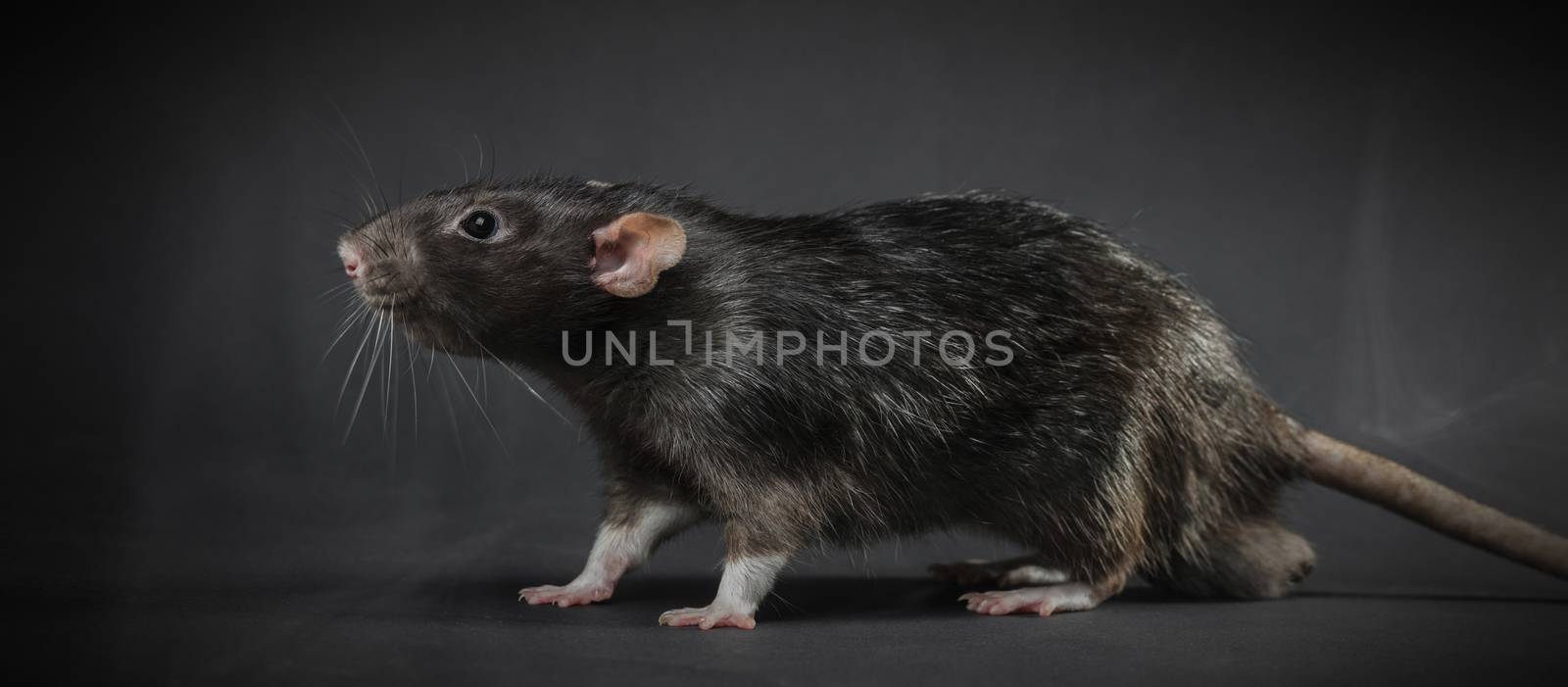 Animal gray rat close-up on a black background