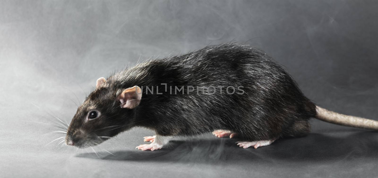 Animal gray rat close-up on a black background