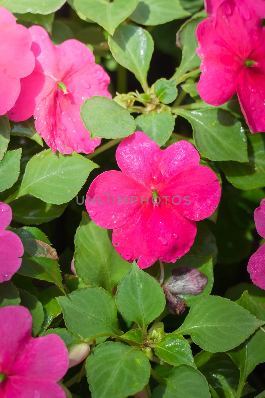The background image of the colorful flowers, background nature