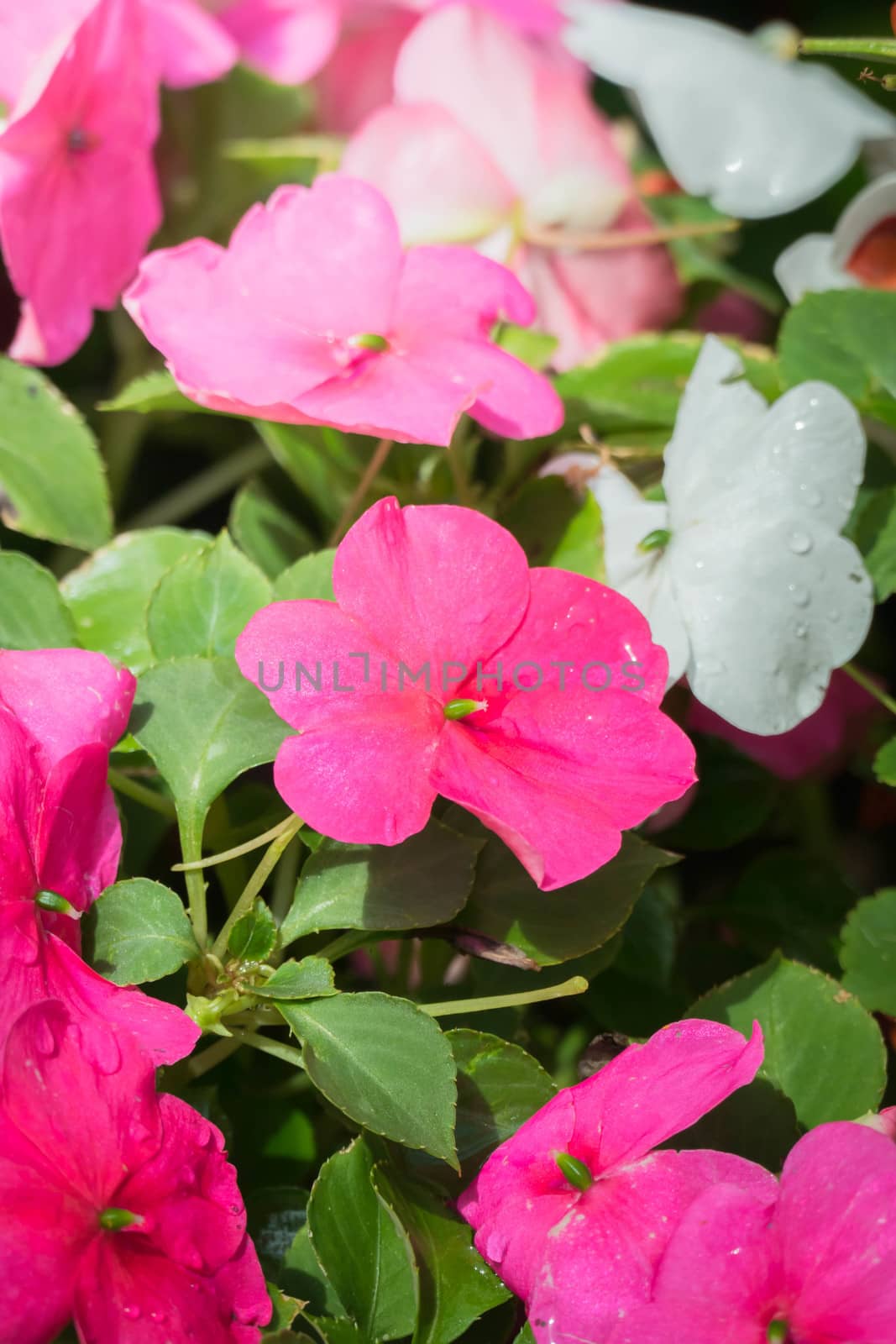 The background image of the colorful flowers, background nature