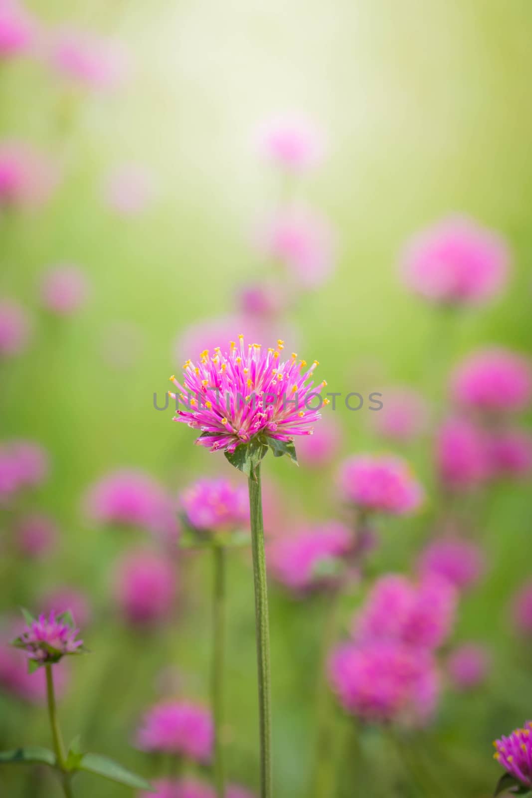 The background image of the colorful flowers, background nature