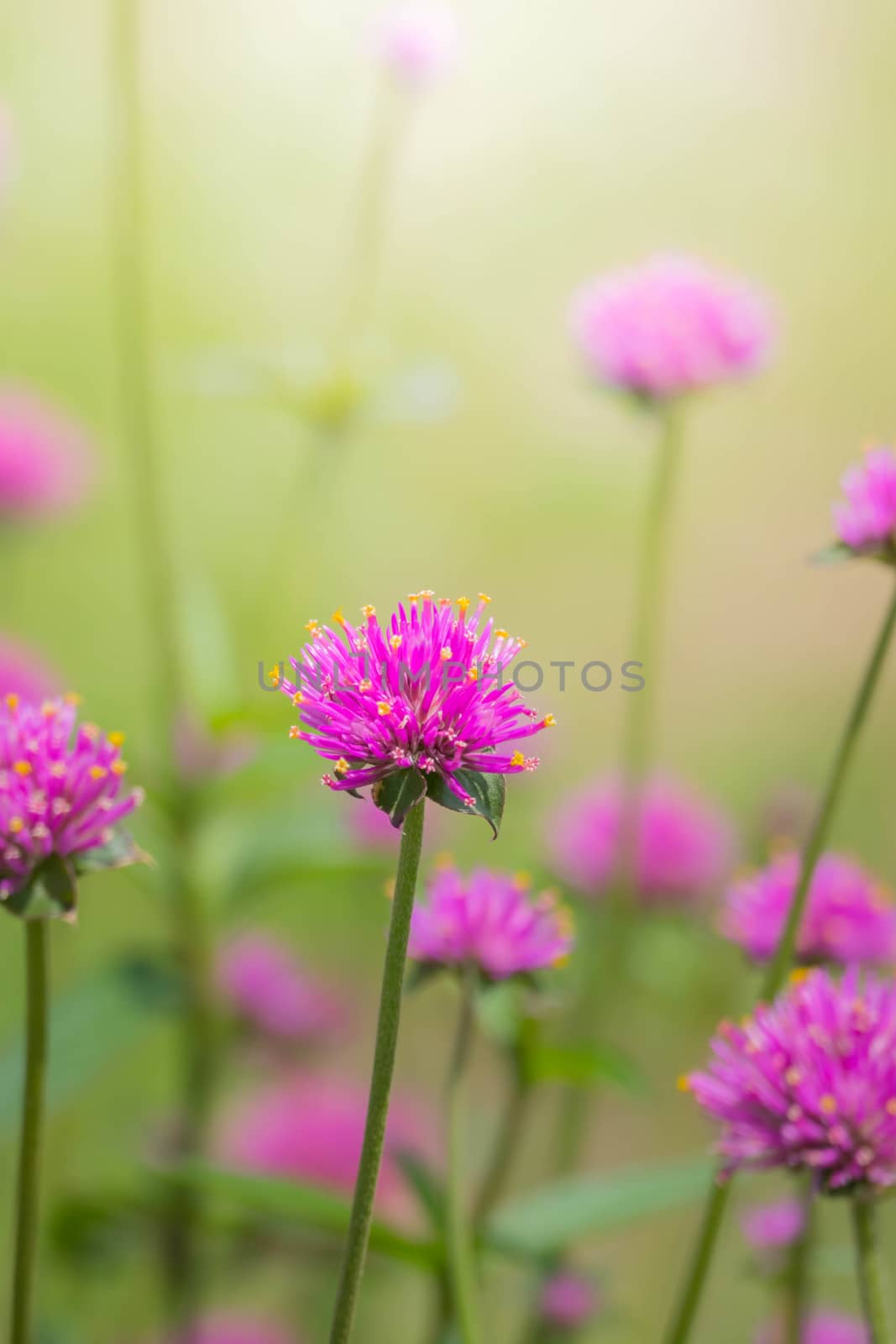 The background image of the colorful flowers, background nature