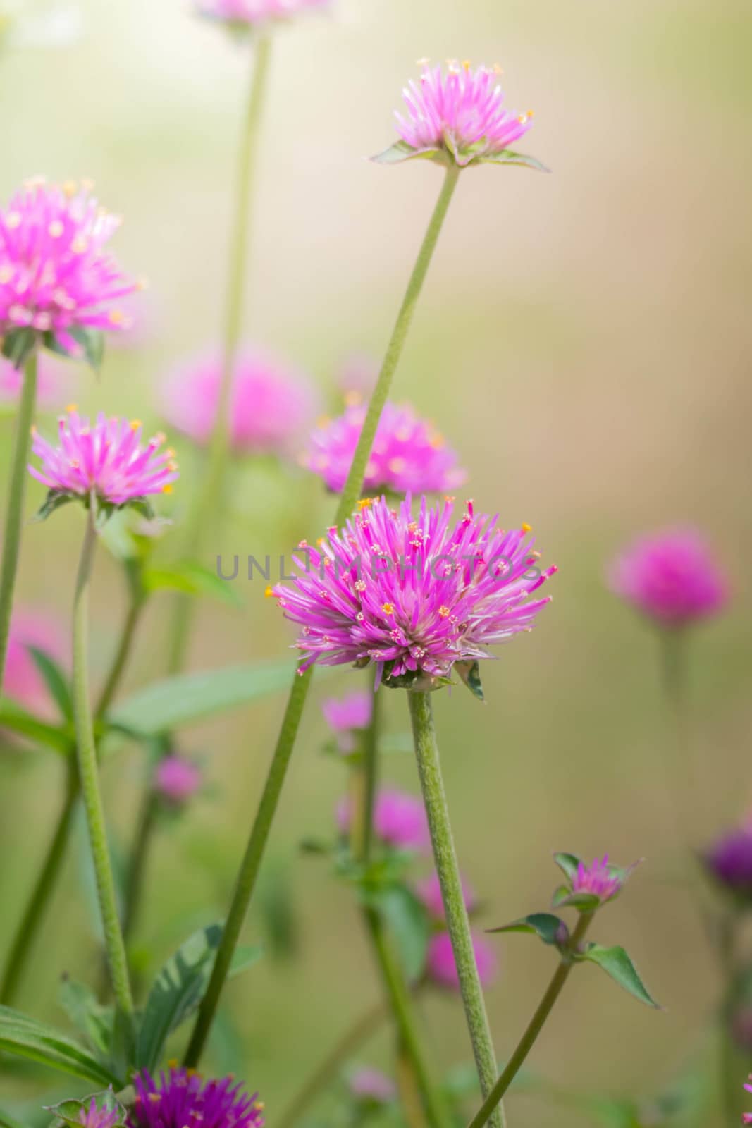The background image of the colorful flowers, background nature