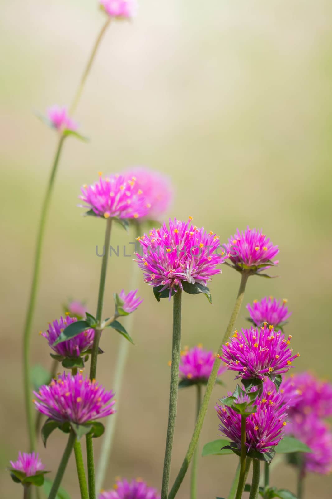 The background image of the colorful flowers, background nature