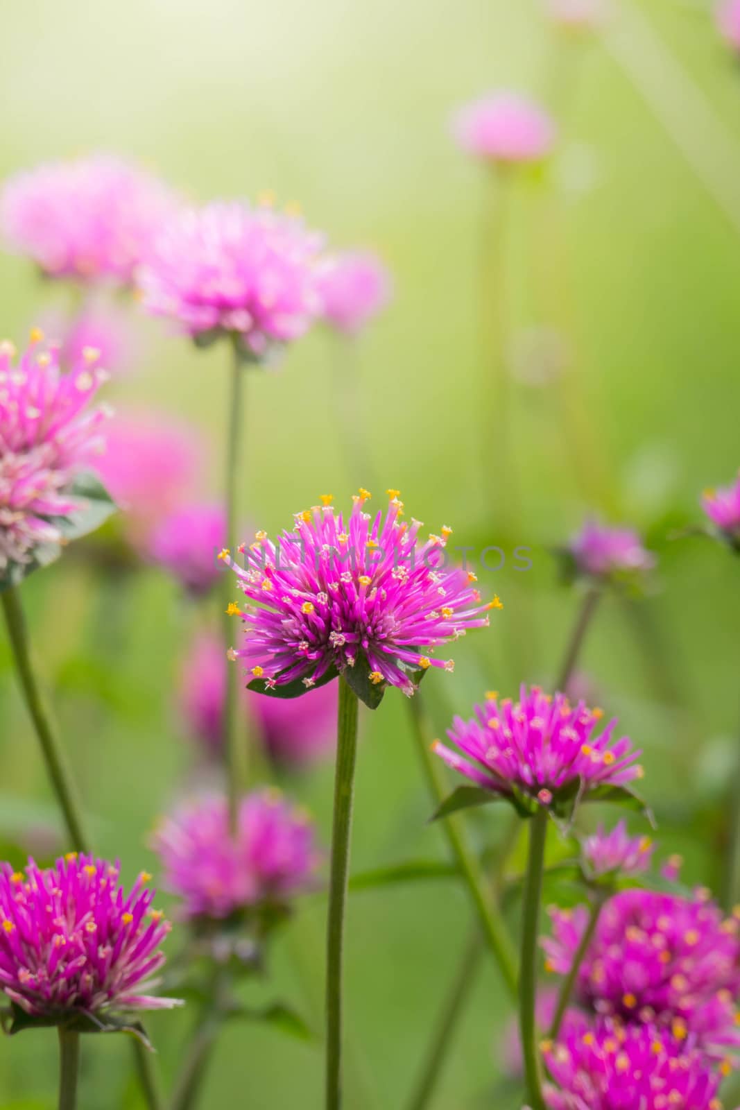 The background image of the colorful flowers, background nature