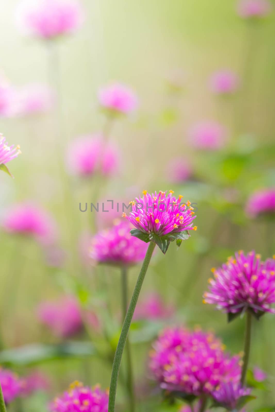 The background image of the colorful flowers, background nature