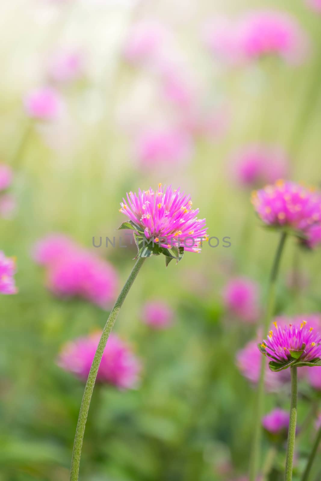 The background image of the colorful flowers, background nature