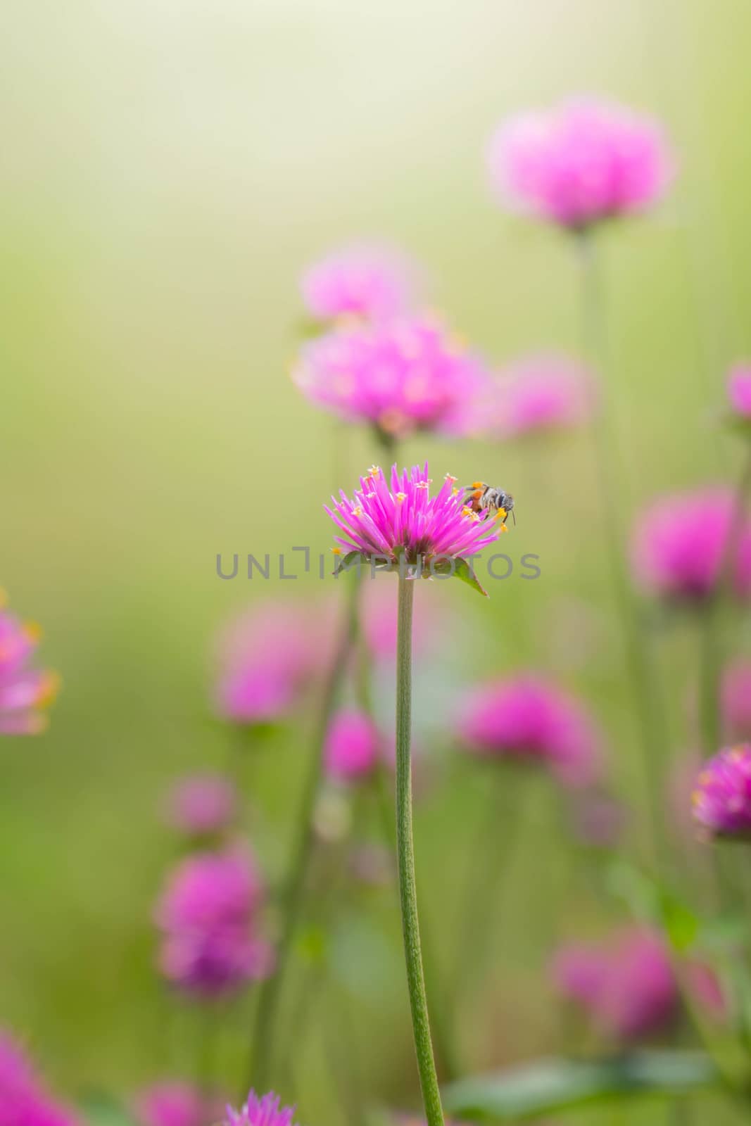 The background image of the colorful flowers, background nature