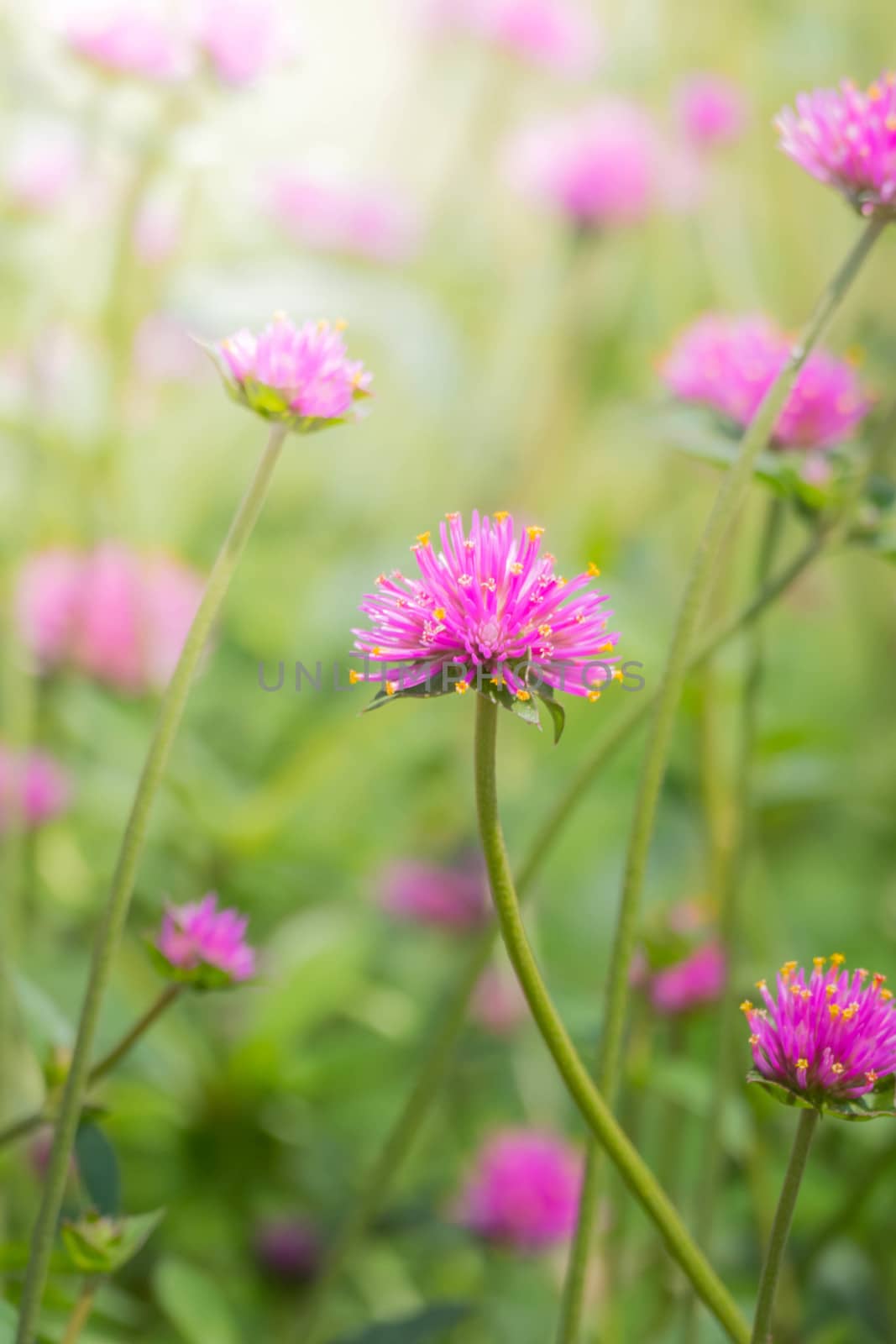 The background image of the colorful flowers, background nature