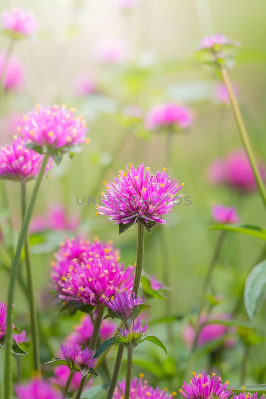 The background image of the colorful flowers, background nature