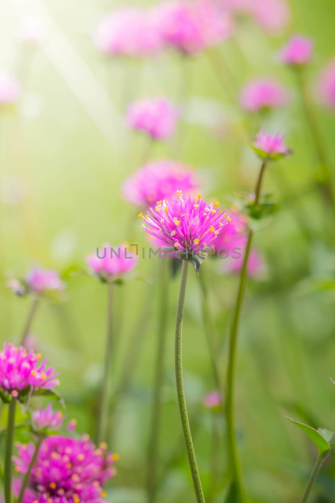 The background image of the colorful flowers, background nature