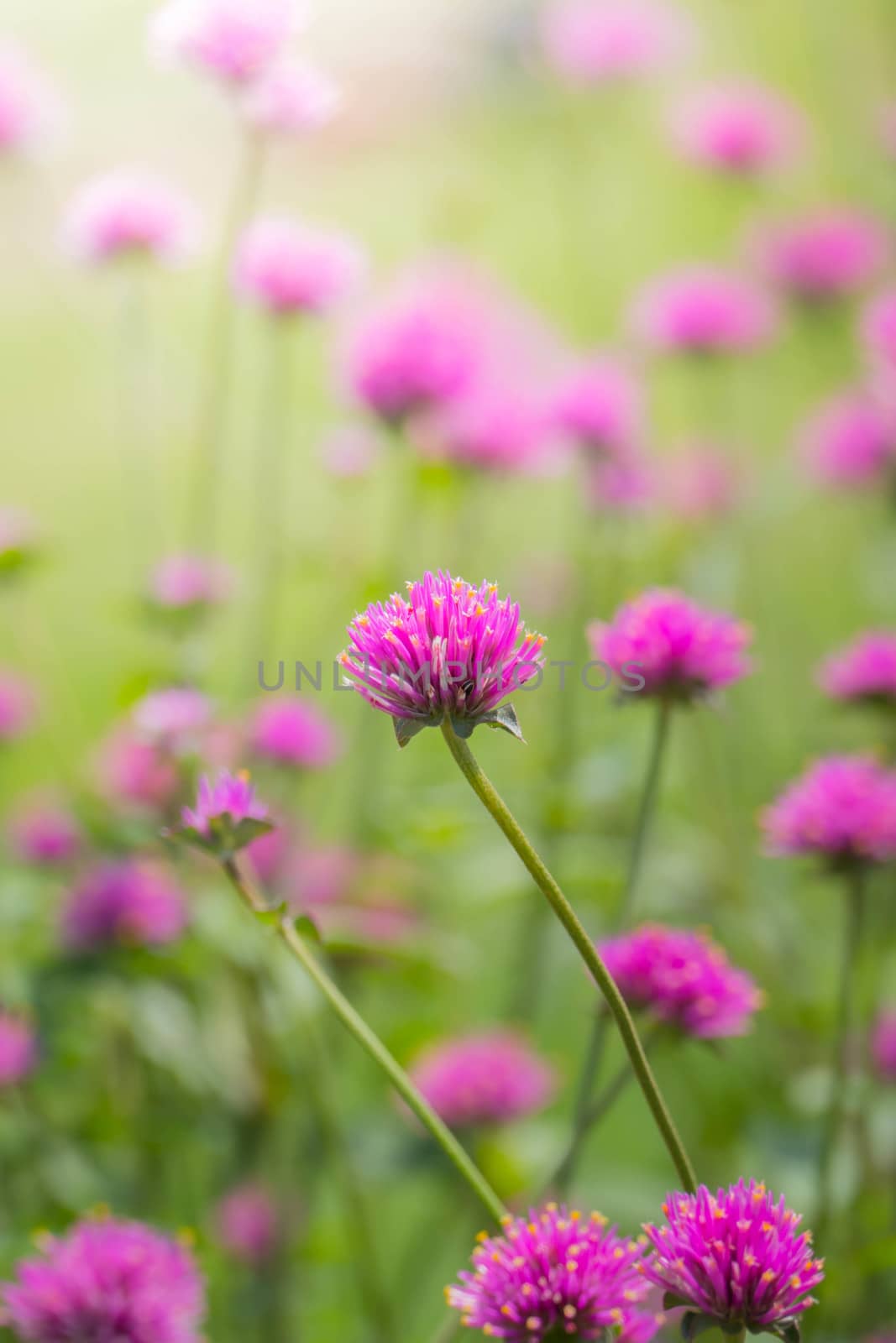 The background image of the colorful flowers, background nature