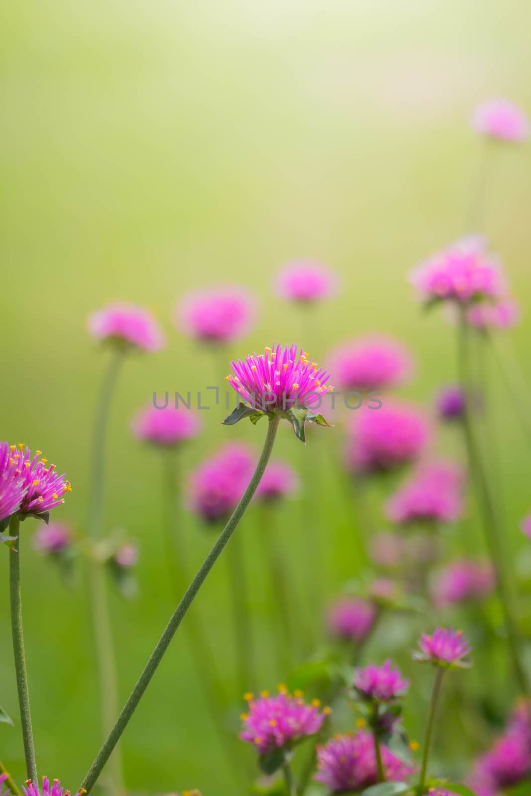 The background image of the colorful flowers, background nature
