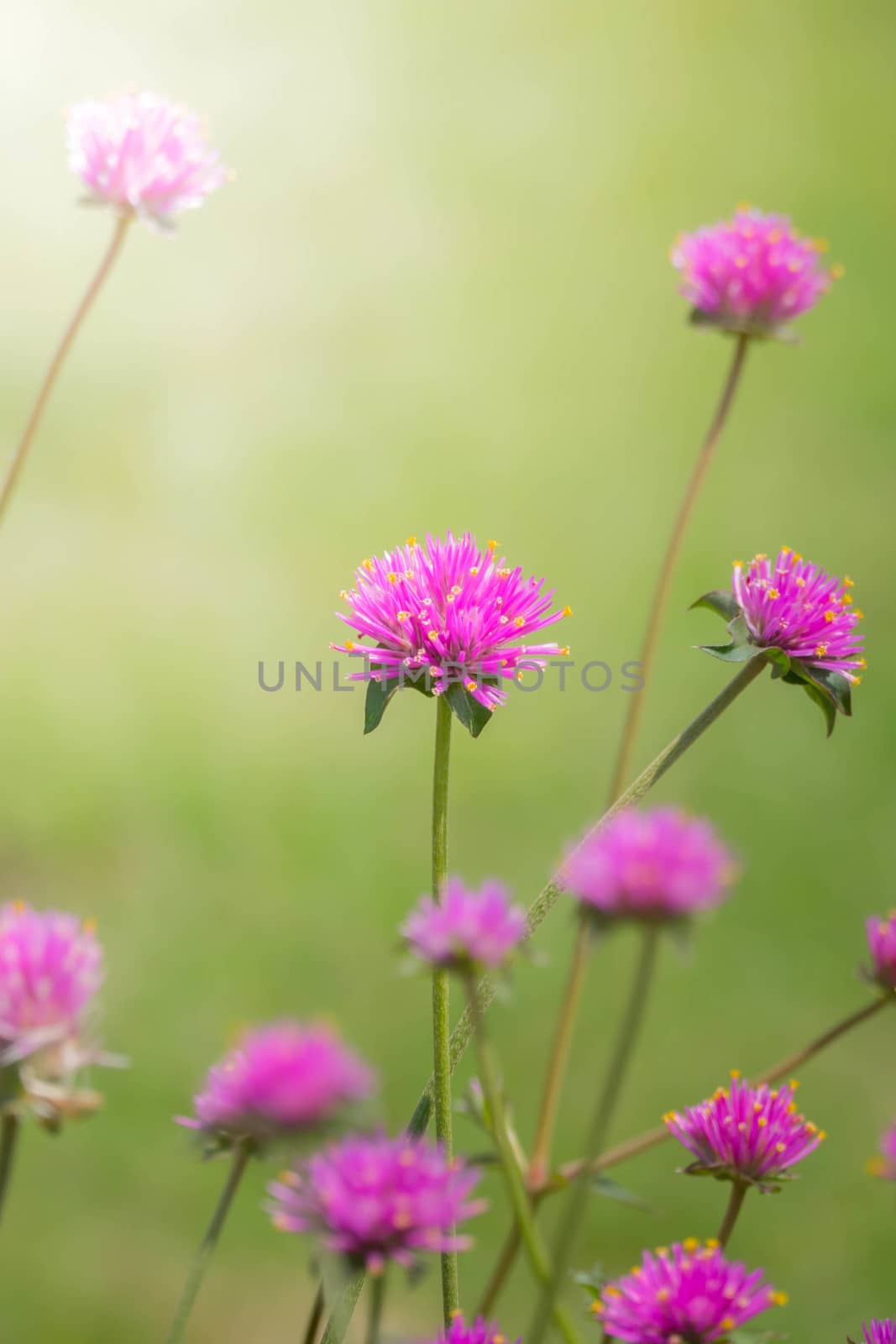 The background image of the colorful flowers, background nature