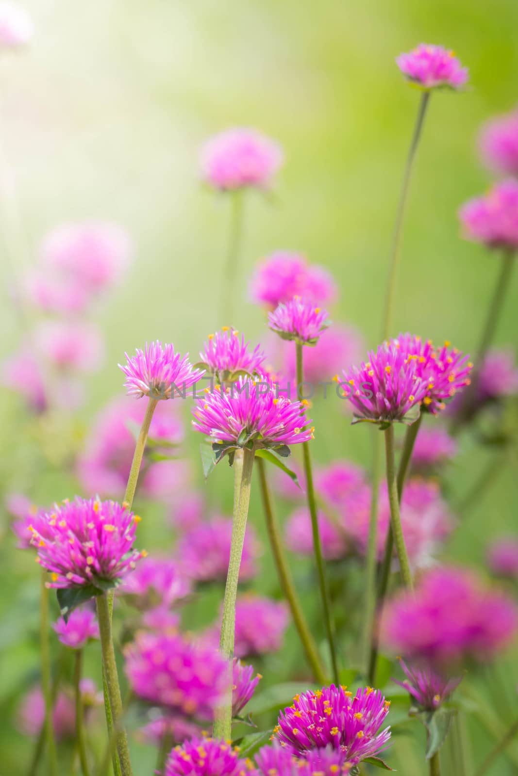 The background image of the colorful flowers, background nature