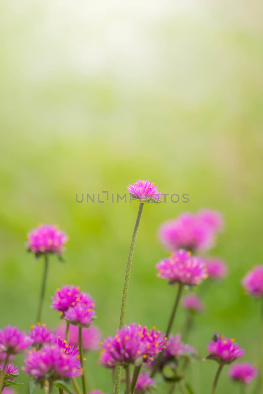 The background image of the colorful flowers, background nature