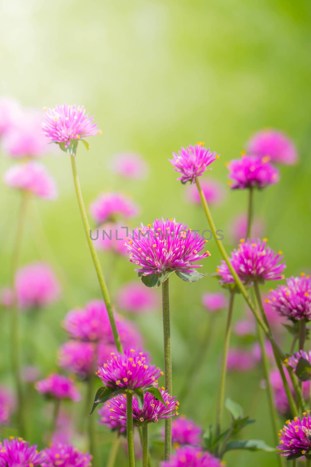 The background image of the colorful flowers, background nature