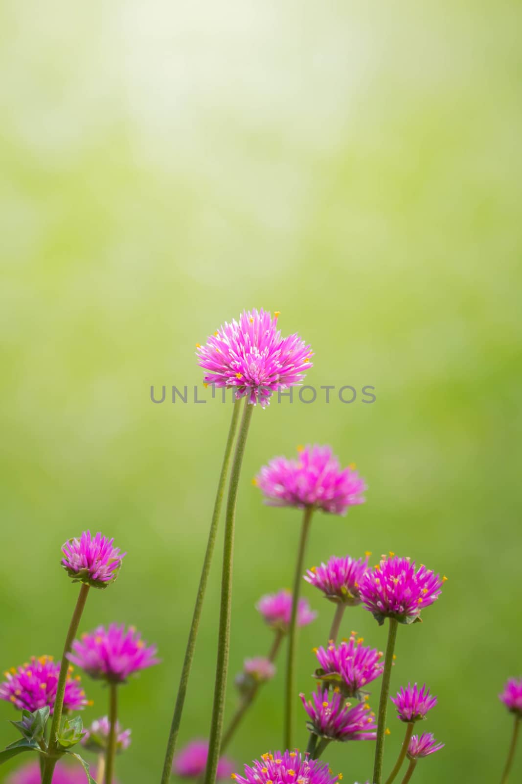 The background image of the colorful flowers, background nature