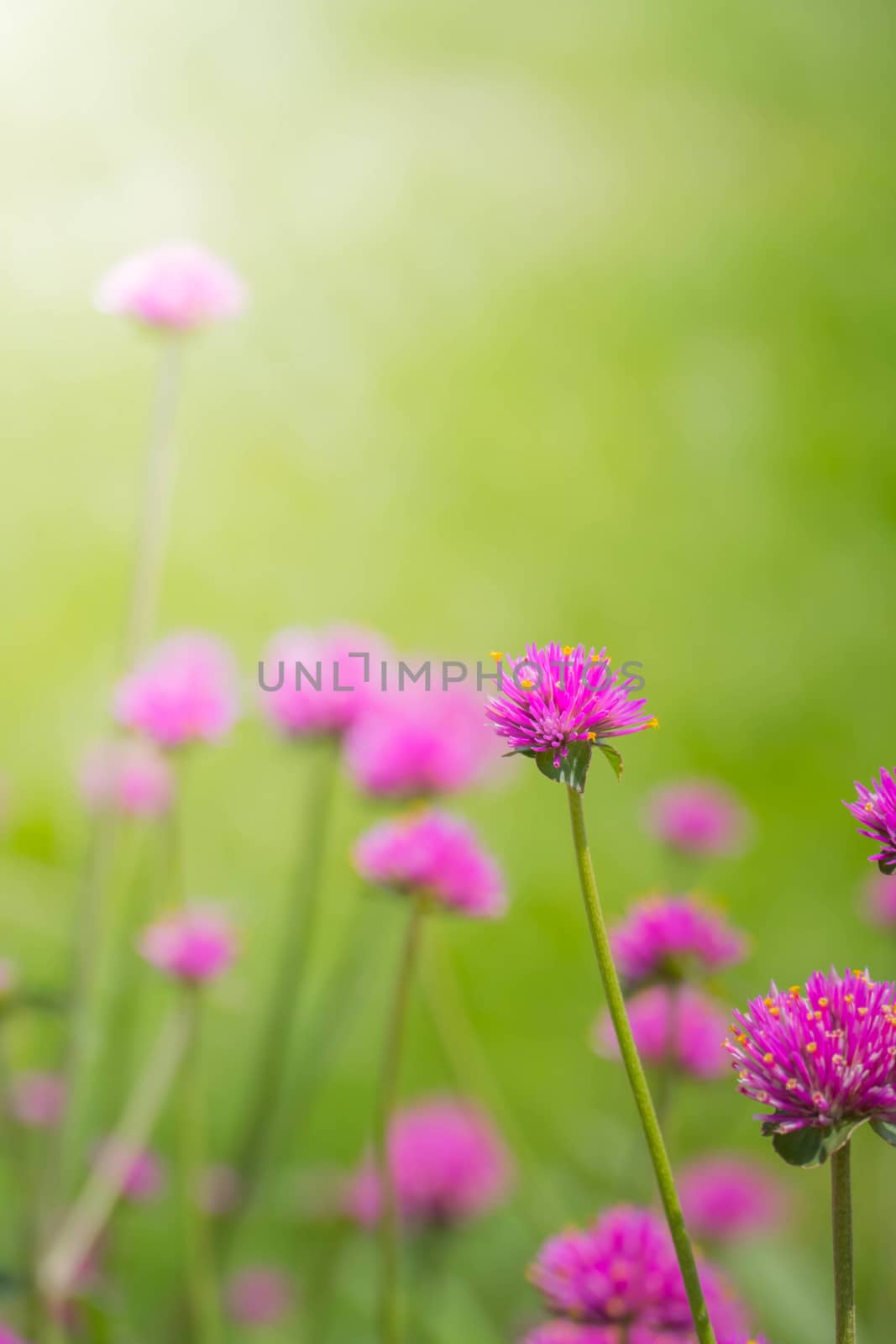 The background image of the colorful flowers, background nature