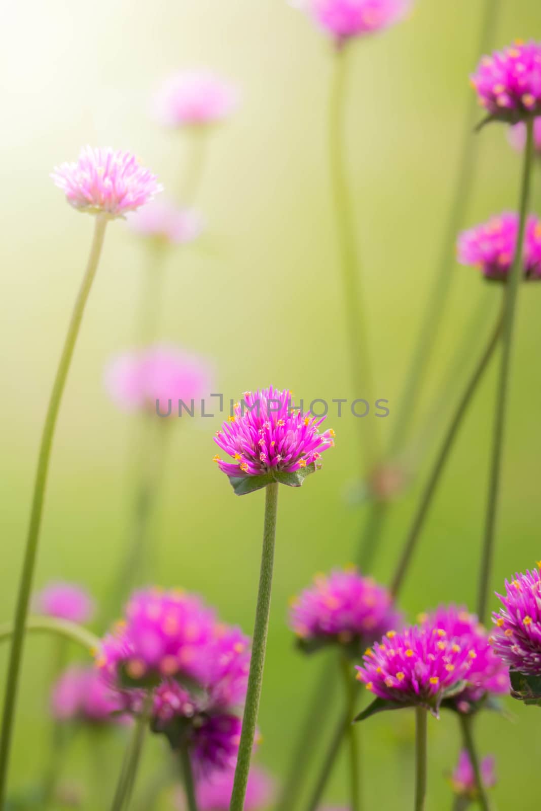 The background image of the colorful flowers, background nature