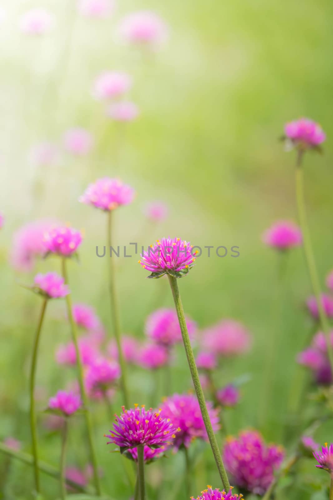 The background image of the colorful flowers, background nature