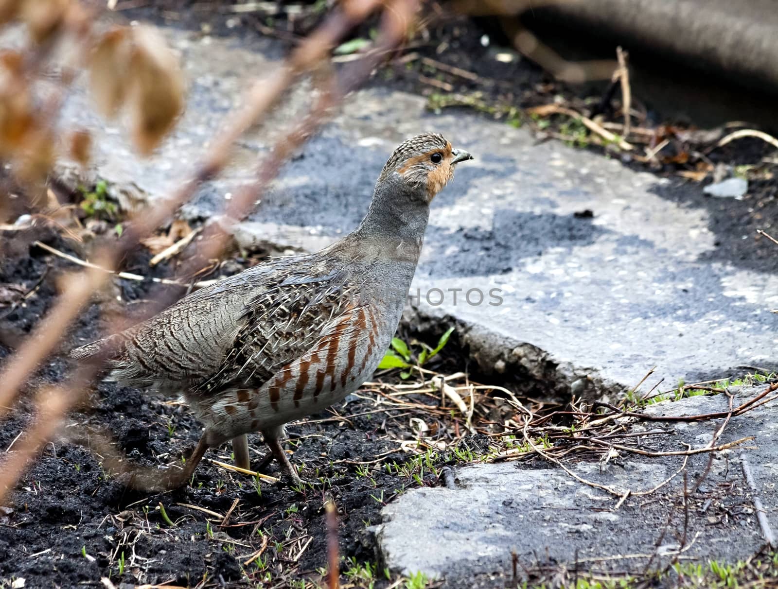 partridge is on the ground, you can see the details of plumage and colors