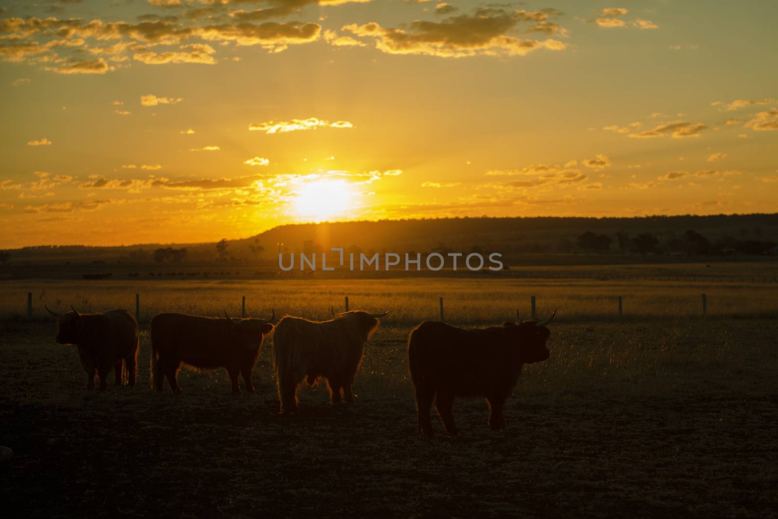 Highland cows on the farm by artistrobd