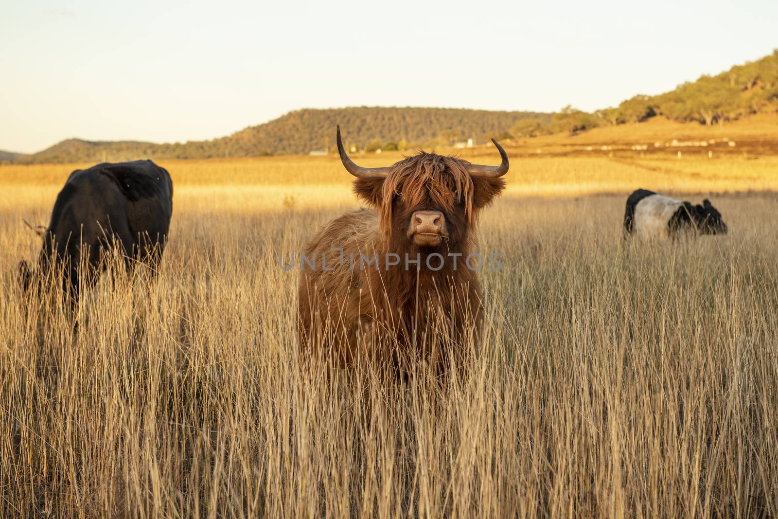 Highland cows on the farm by artistrobd