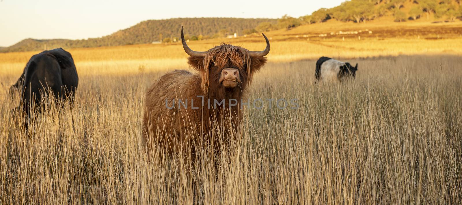 Highland cows on the farm by artistrobd