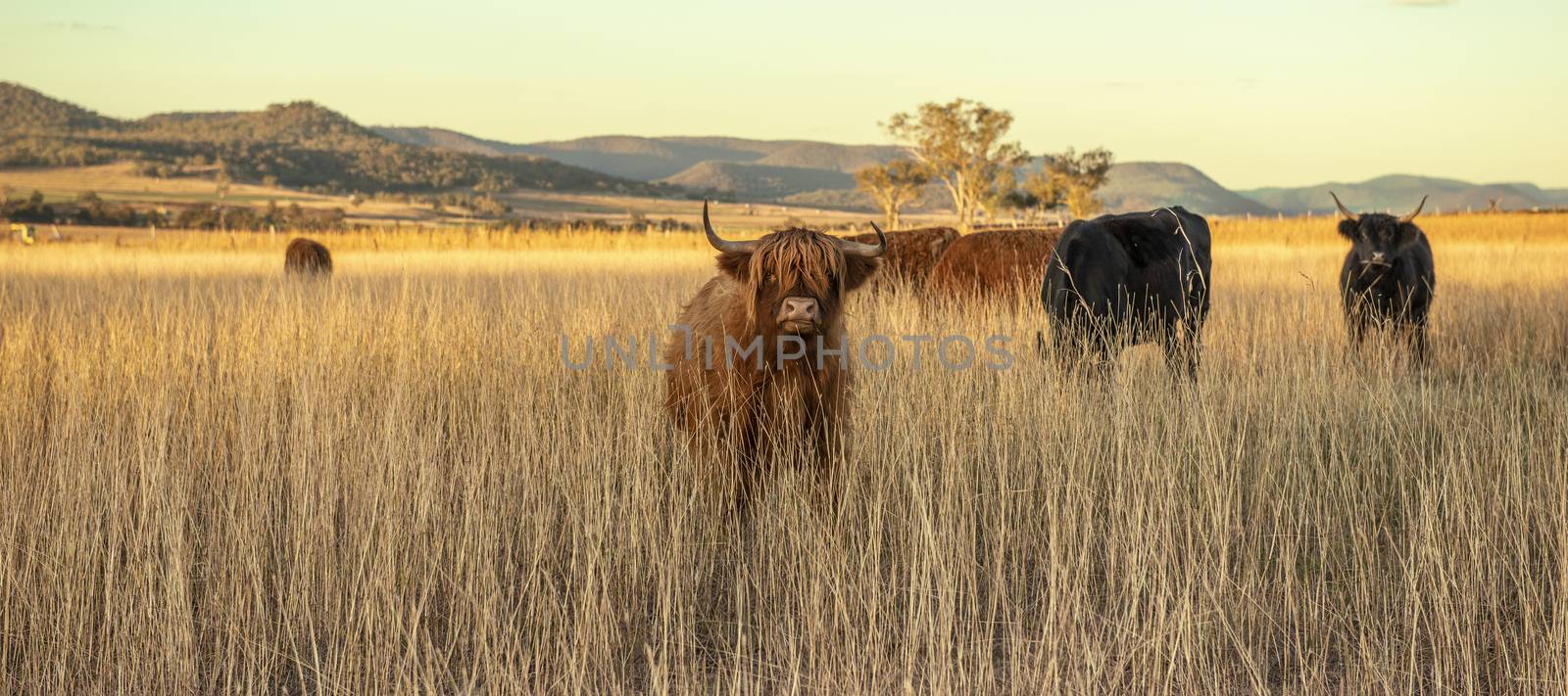 Highland cows on the farm during the day