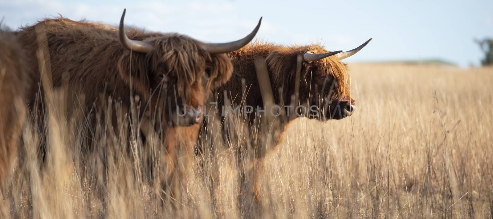 Highland cows on the farm during the day