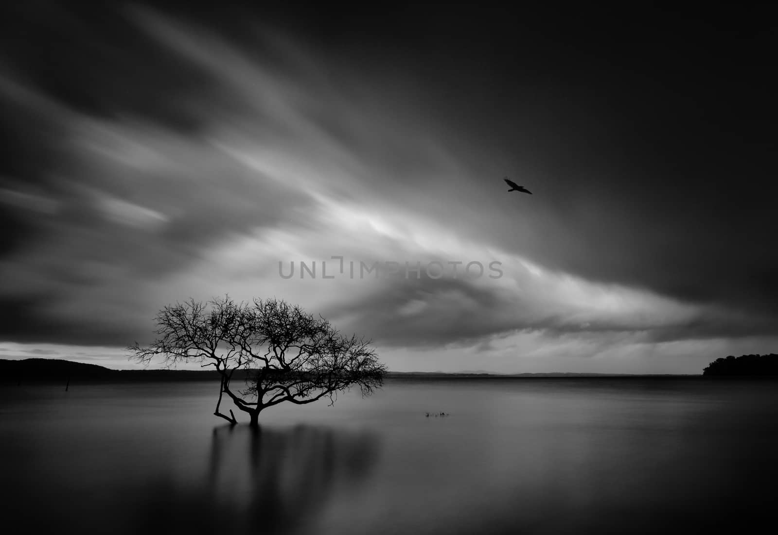 Storm moving in over the bay with lone tree surrounded by water in high tide.