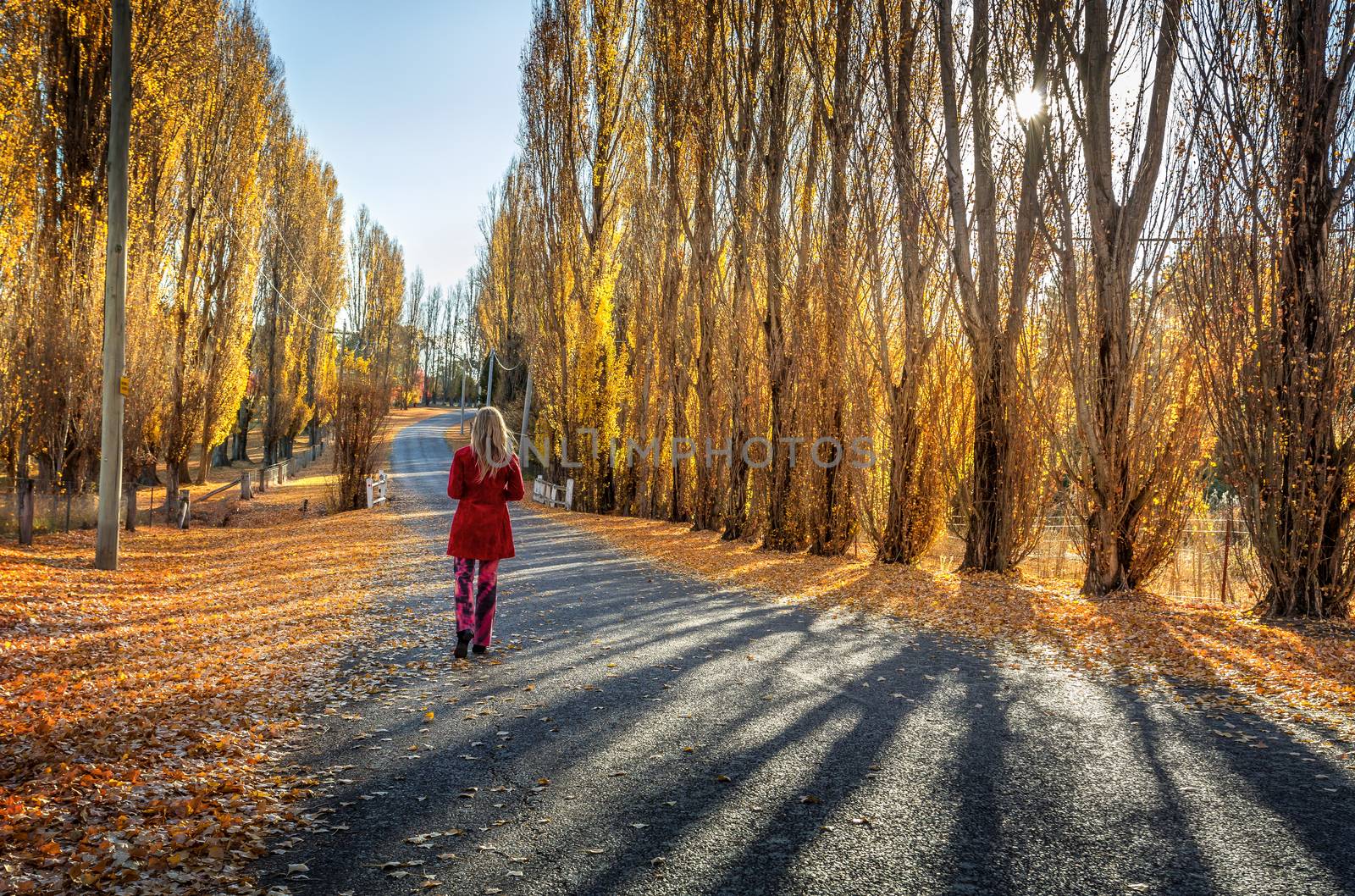 Poplars along rural country road by lovleah