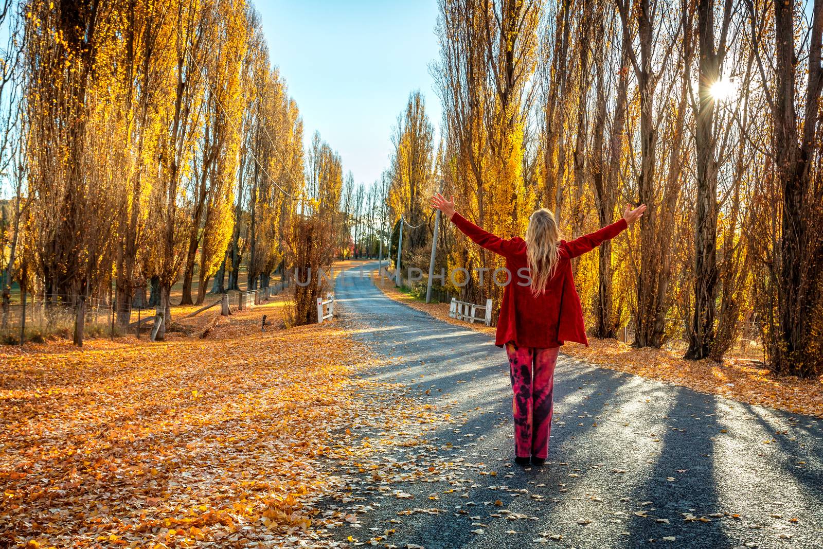 A woman with arms outstretched enjoying countryside in Autumn.  A road lined with golden Poplars and filtered sunshine.