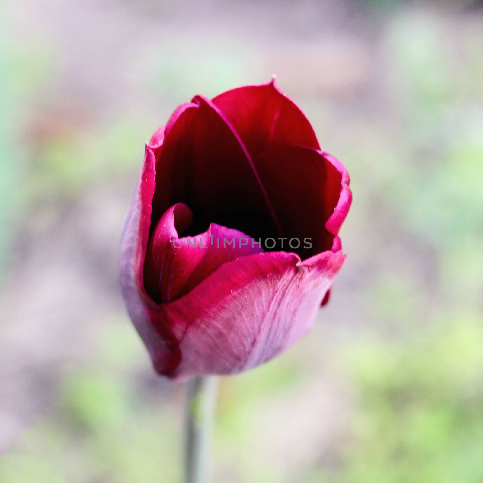 biautiful big black or dark red tulip. photo. flowers spring