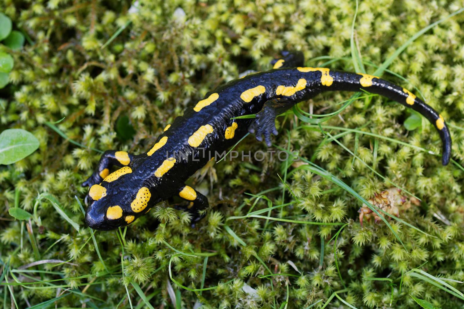 Fire salamander (Salamandra salamandra) in a wild nature