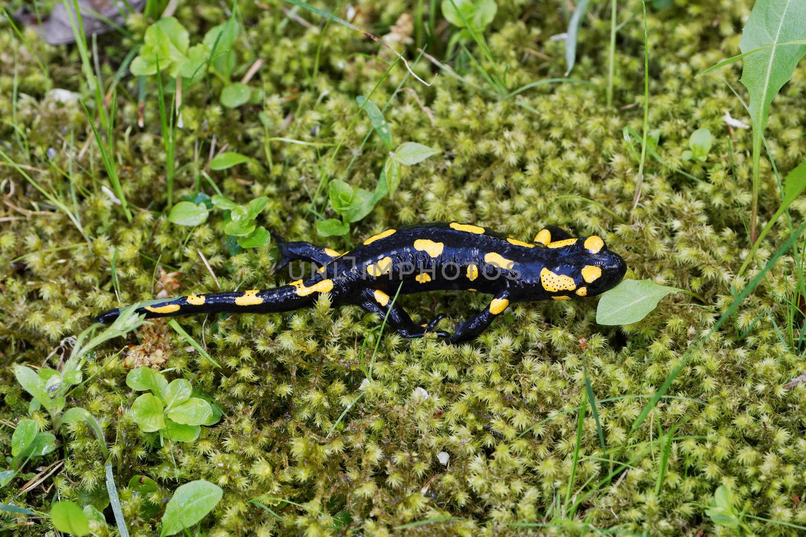 Fire salamander (Salamandra salamandra) in a wild nature