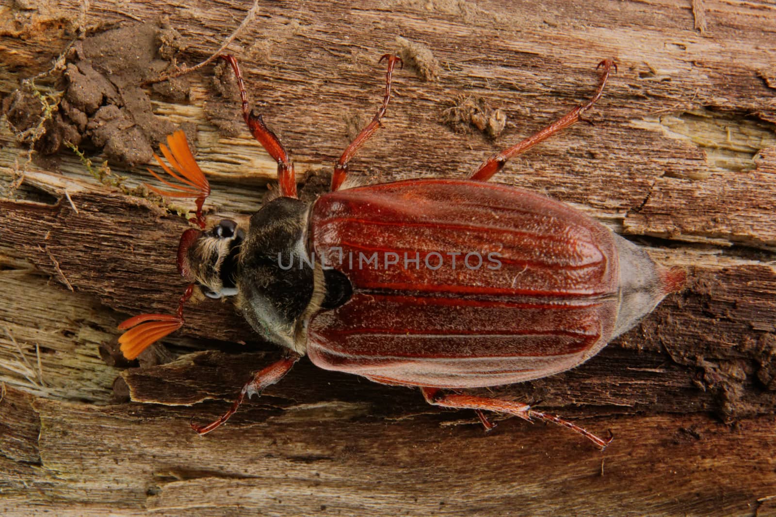 Cockchafer (Melolontha melolontha) climbs on wood