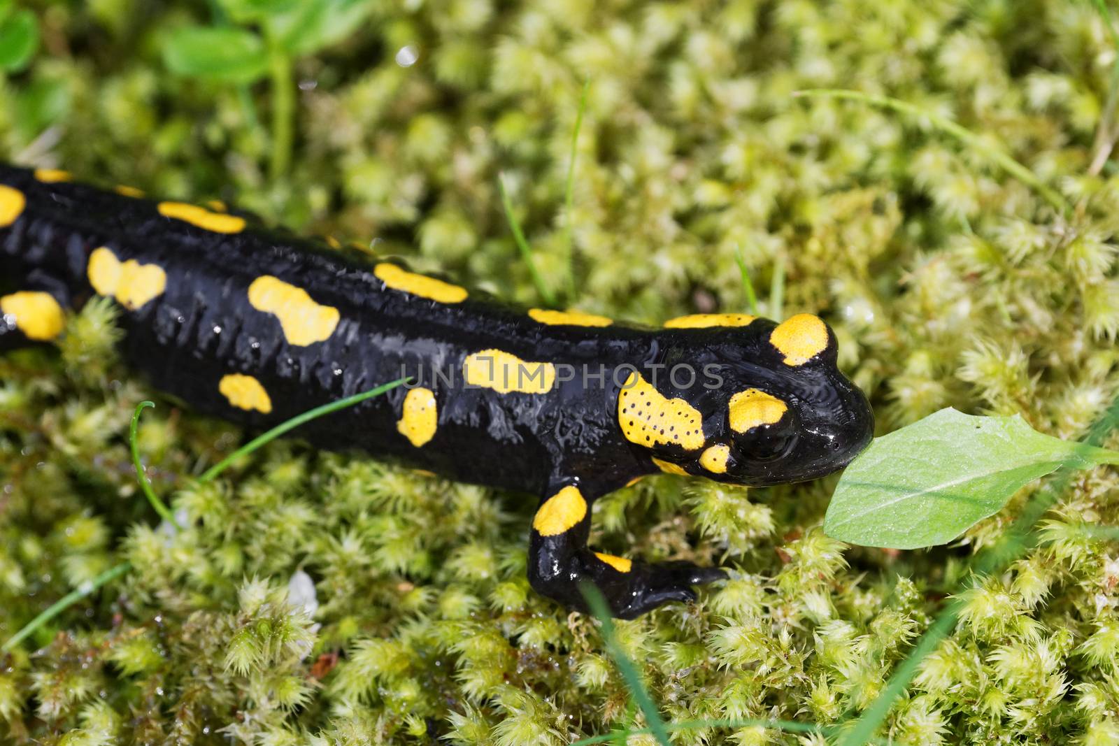 Fire salamander (Salamandra salamandra) in a wild nature