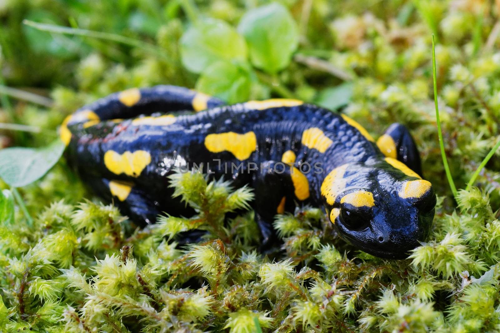 Fire salamander (Salamandra salamandra) in a wild nature