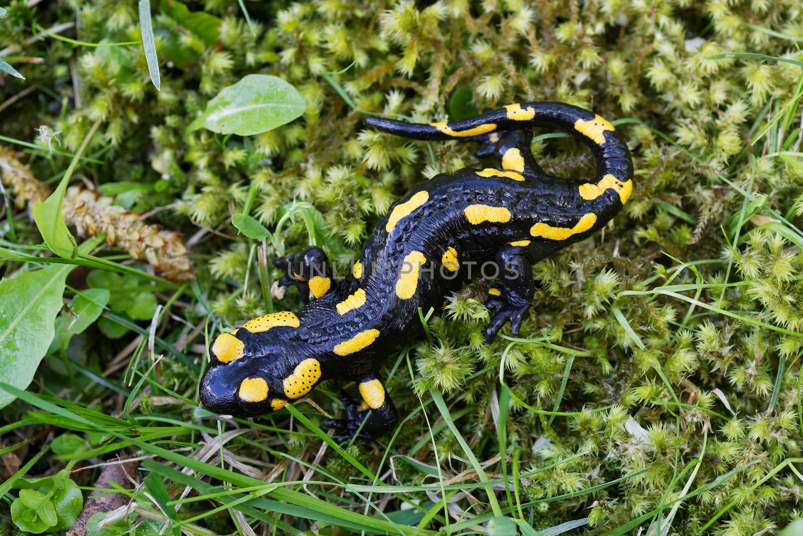 Fire salamander (Salamandra salamandra) in a wild nature