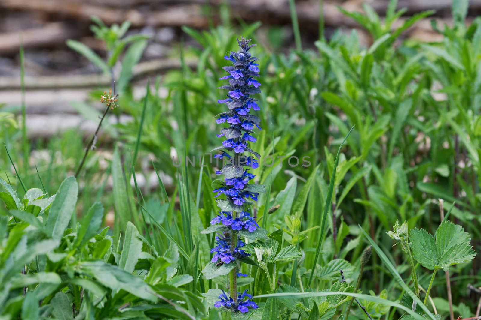 Upright bugle (Ajuga genevensis) in a wild nature