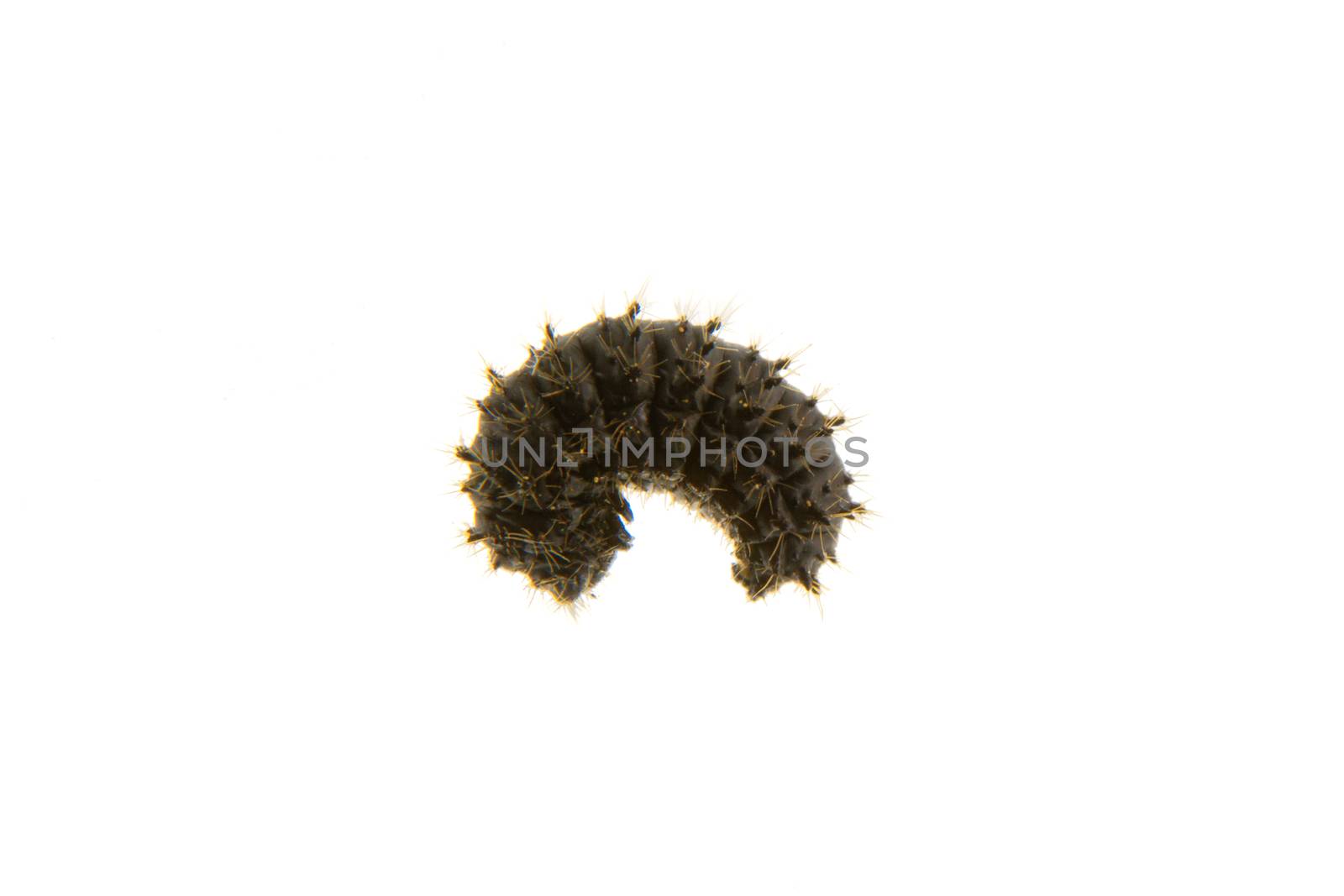 Larva of beetle Galeruca tanaceti isolated on a white background