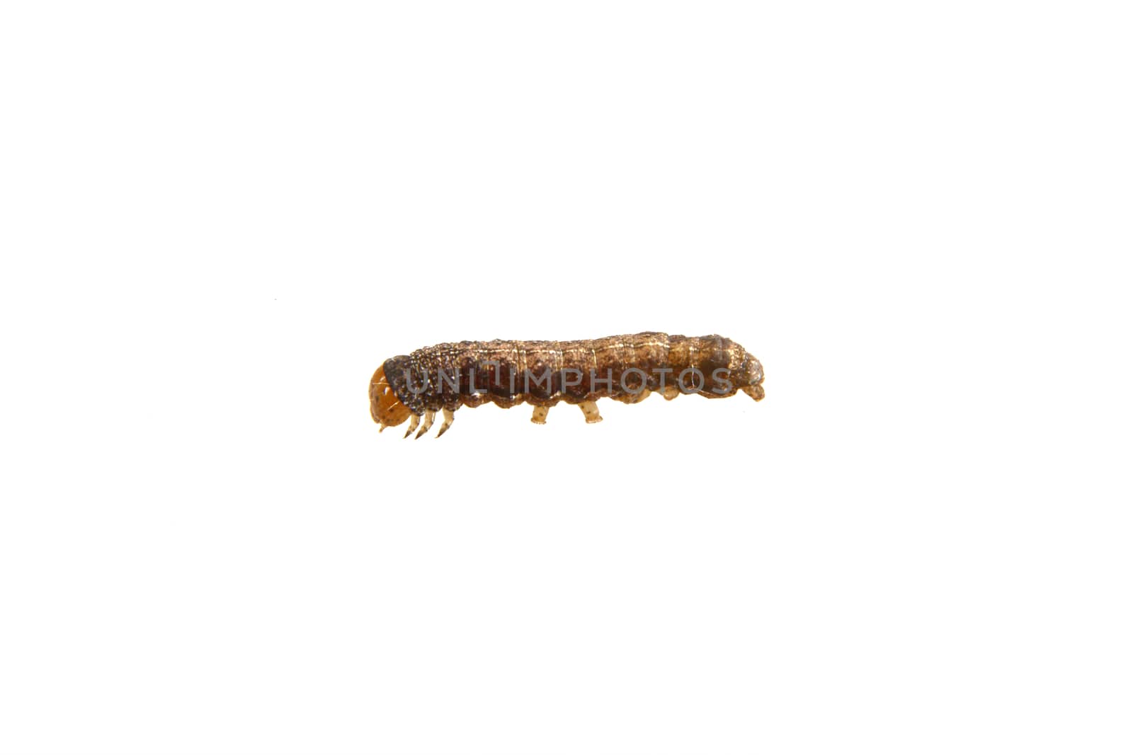 Brown caterpillar isolated on a white background