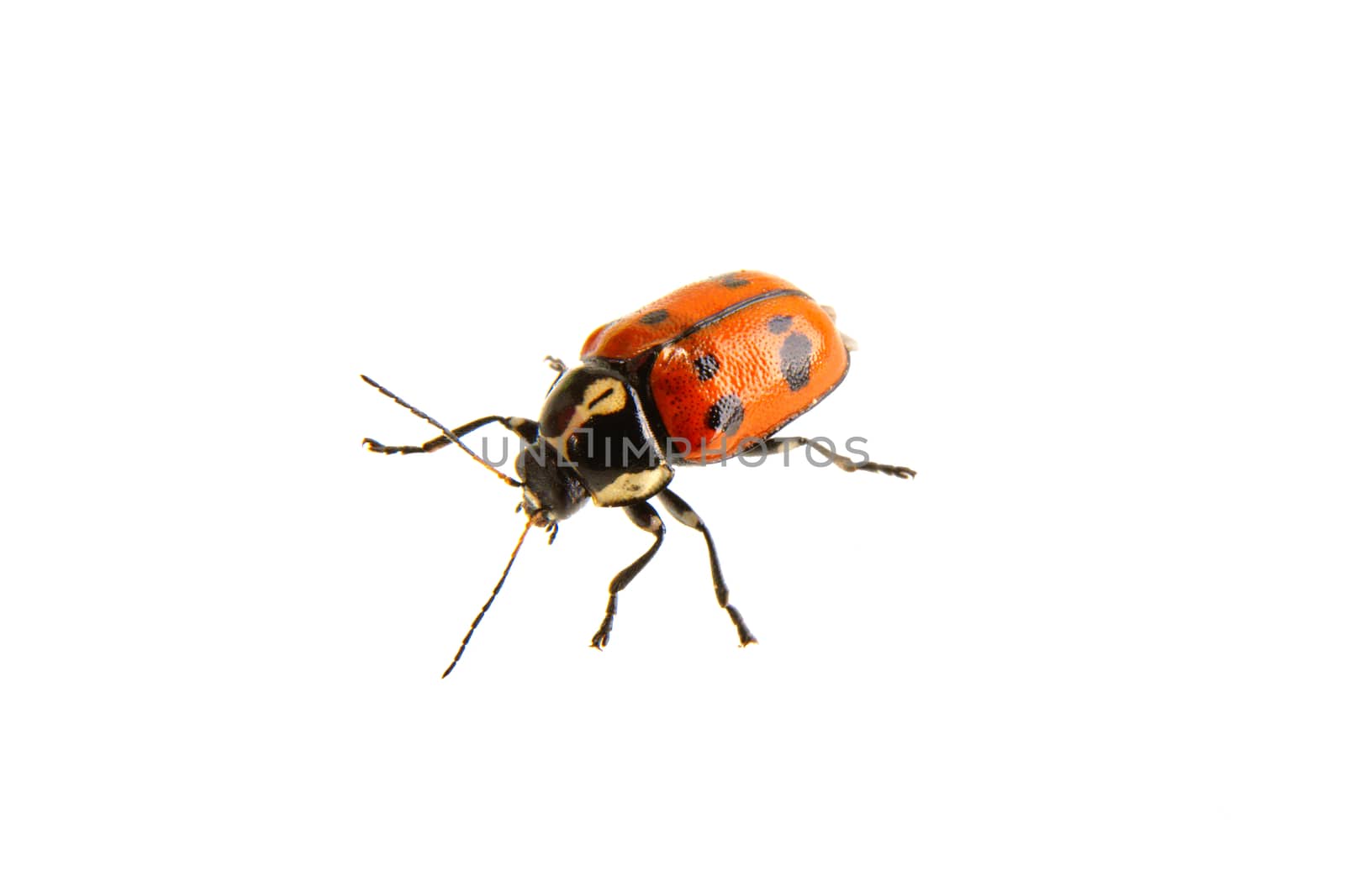 Beetle Cryptocephalus octopunctatus isolated on a white background