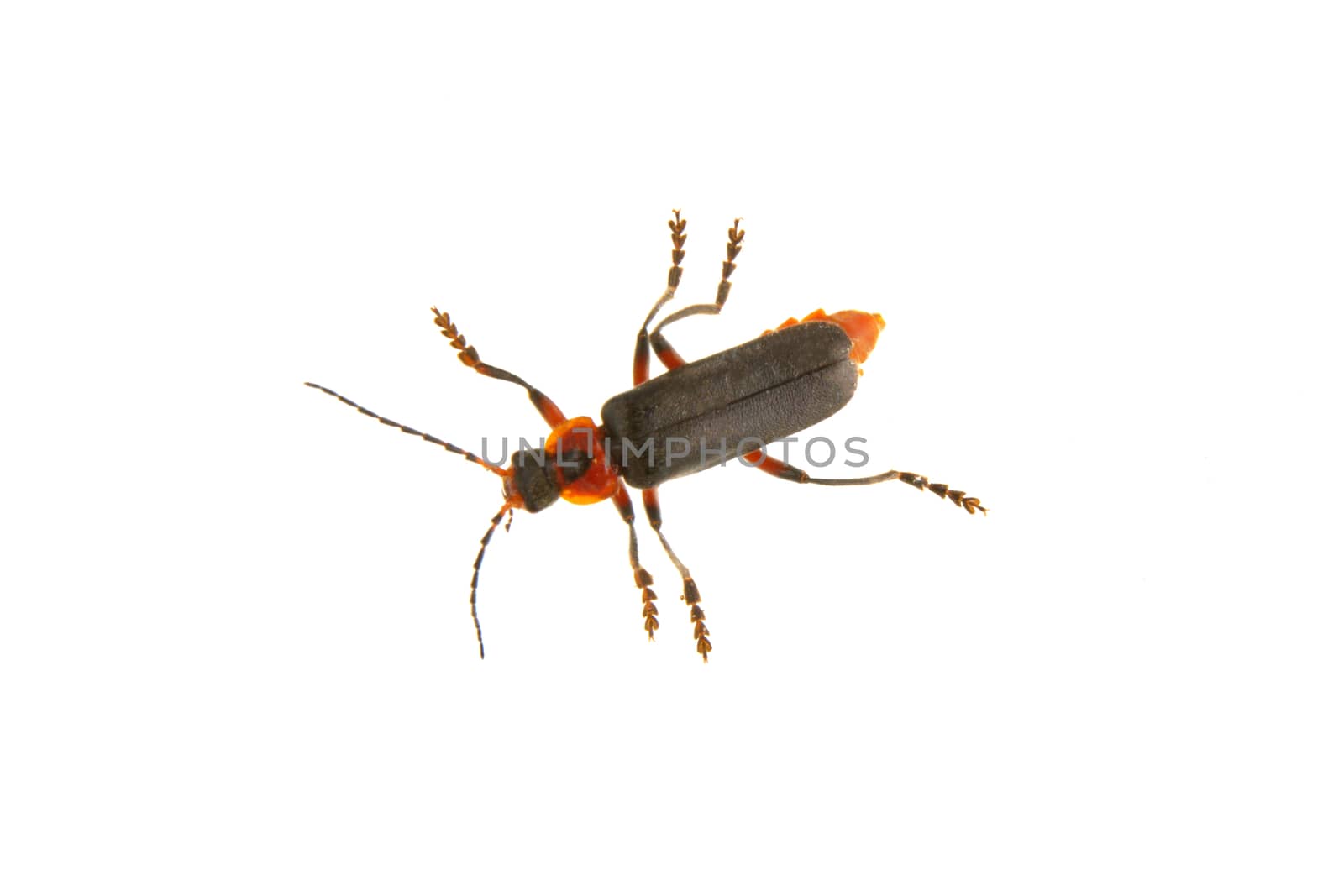 Soldier beetle (Cantharis fusca) isolated on a white background