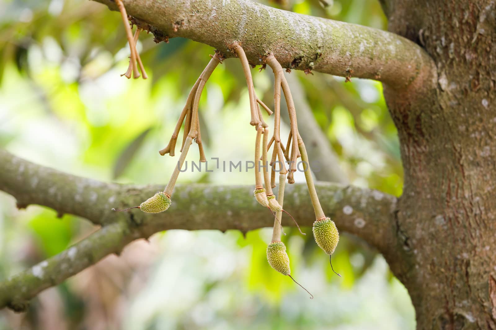 Young durian fruit on tree in Thailand