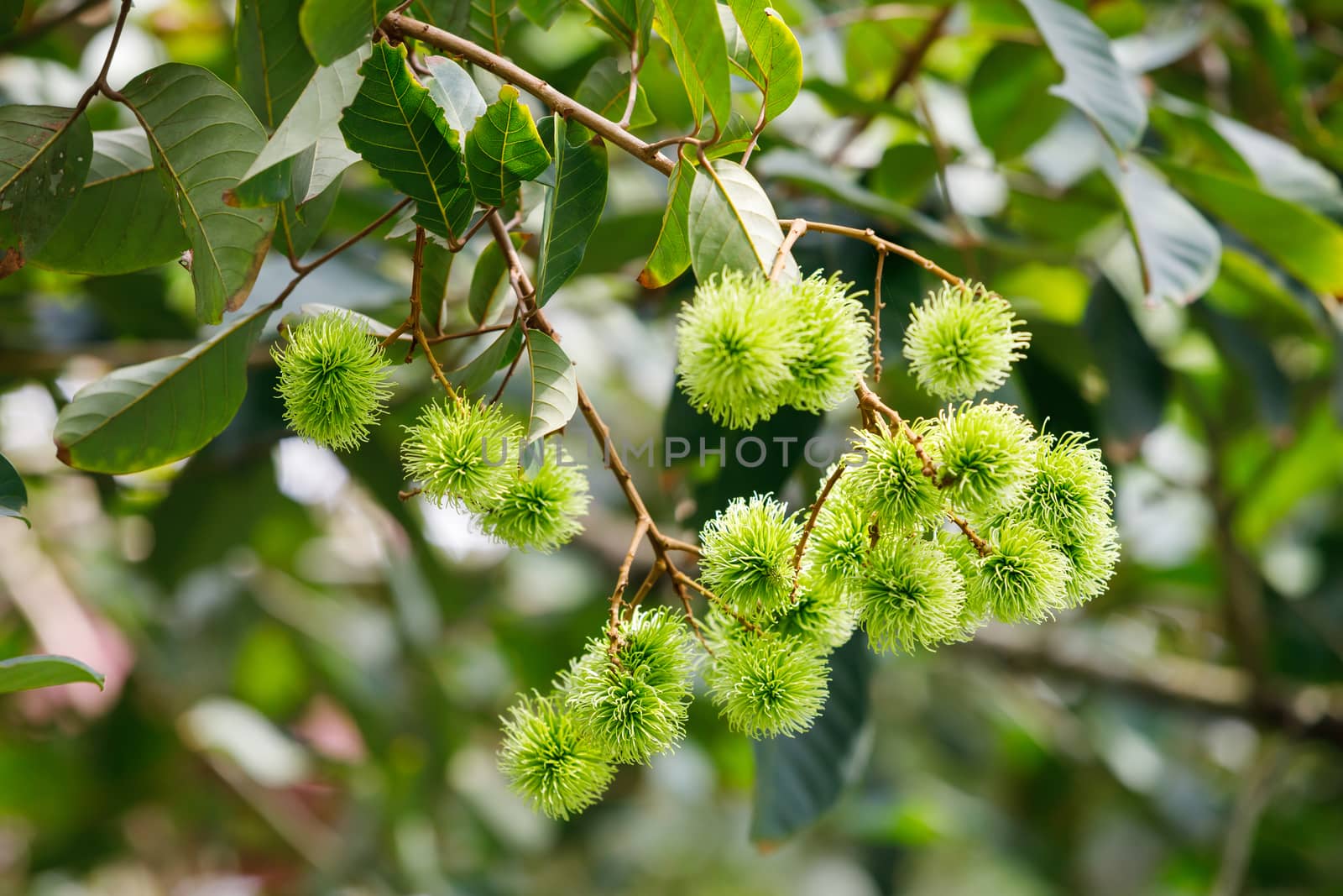 Green color young rambutan fruit on tree