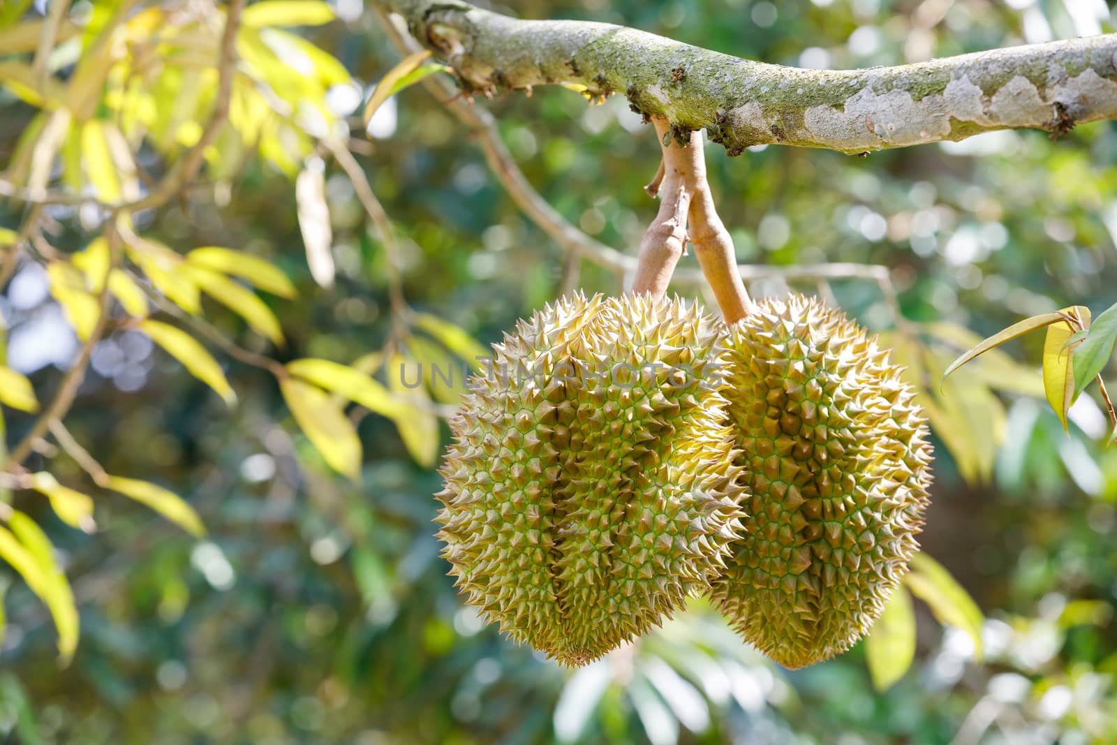Durian fruit on tree by smuay